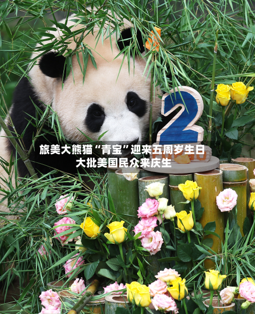 旅美大熊猫“青宝”迎来五周岁生日 大批美国民众来庆生-第1张图片