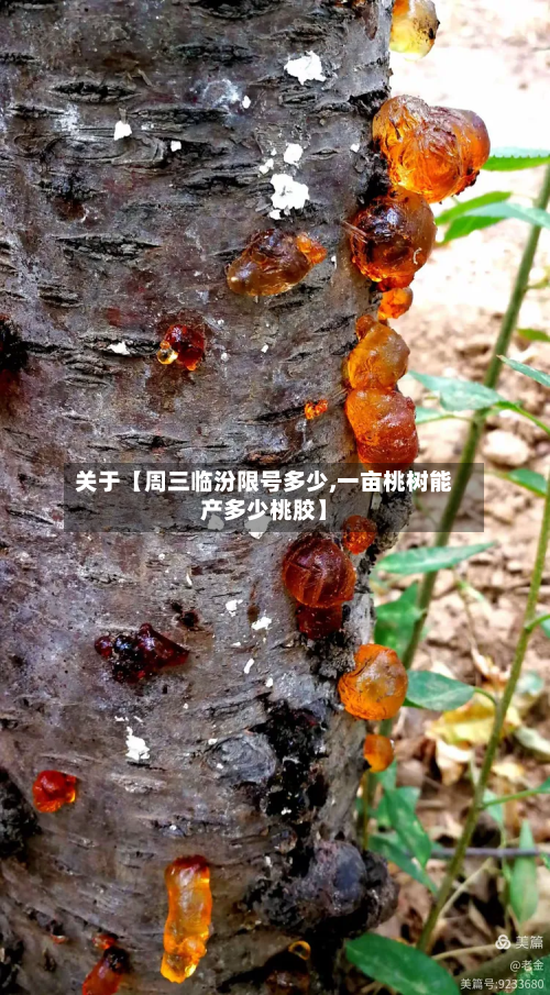 关于【周三临汾限号多少,一亩桃树能产多少桃胶】-第3张图片
